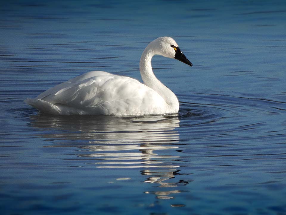 Wildlife Swan Visitor